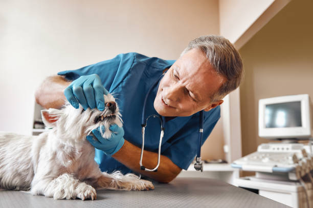 Best Cosmetic Emergency Dentistry in Ensley, FL